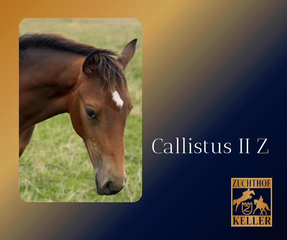 Callistus II Z